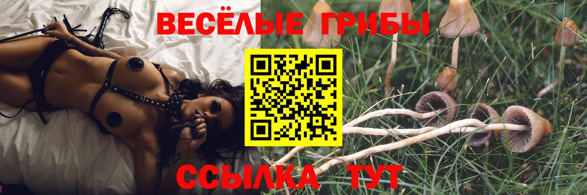 Псилоцибиновые грибы GOLDEN TEACHER  Вход с VPN  Мыски  Псилоцибиновые грибы прущие грибы 